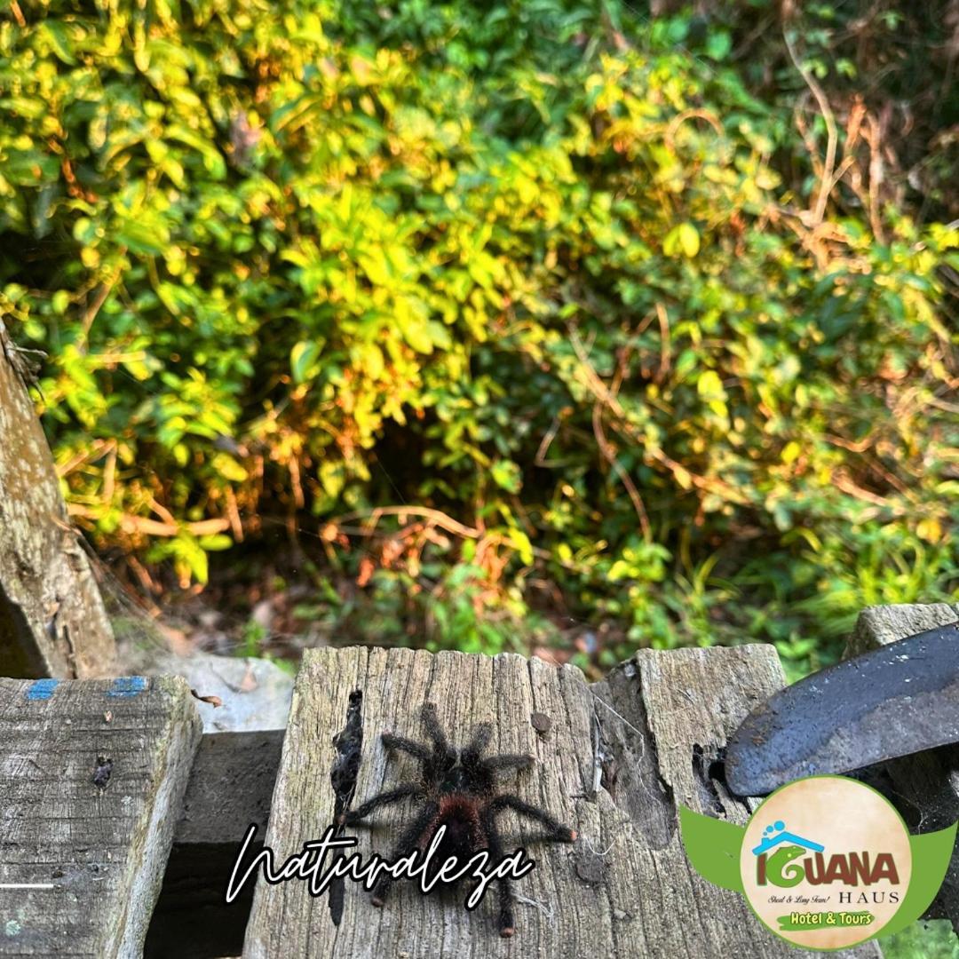 Iguana Haus Iquitos Lejlighed Eksteriør billede